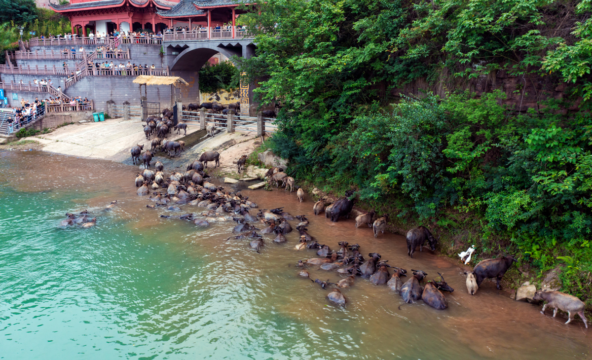 四川蓬安现"百牛渡江"景观