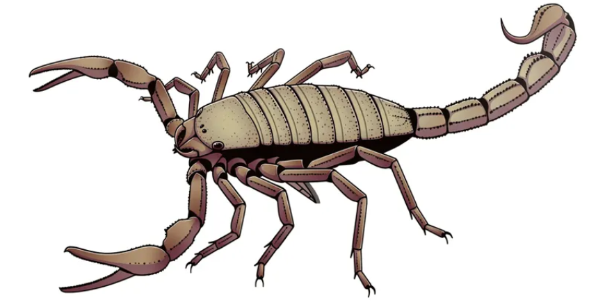 恐怖的"巨虫时代":"蜈蚣"有两米四,蜻蜓像老鹰一样大