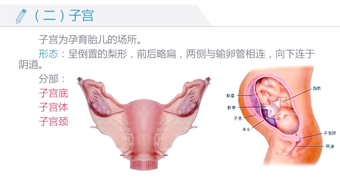 人体解剖学课件