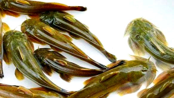 石巴子鱼养殖指南:从亲鱼选择到饲料配置全解析