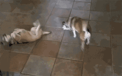 250_156gif 动态图 动图