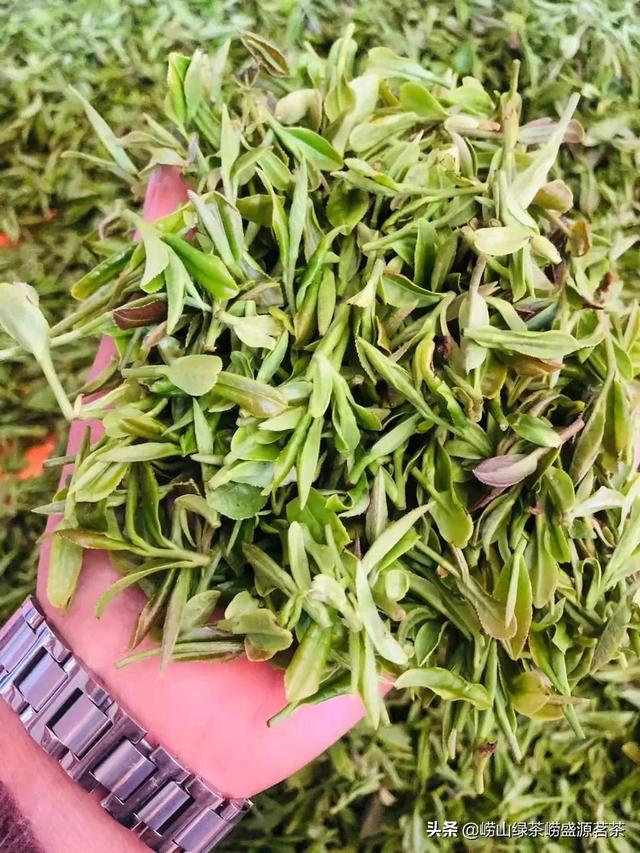 崂山绿茶露天大田头胚扁茶