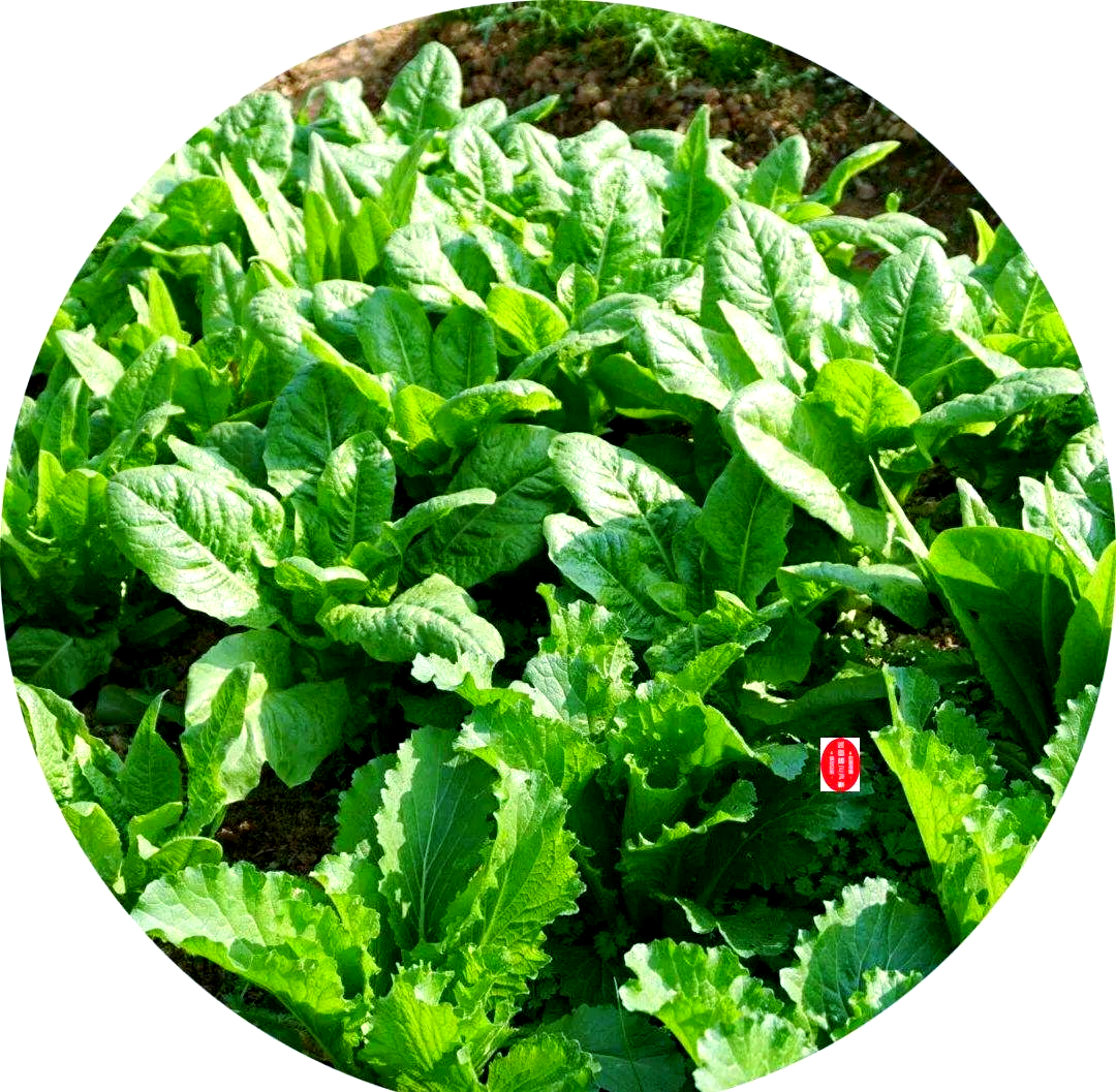 生菜与莴苣:从田间到餐桌的成长故事