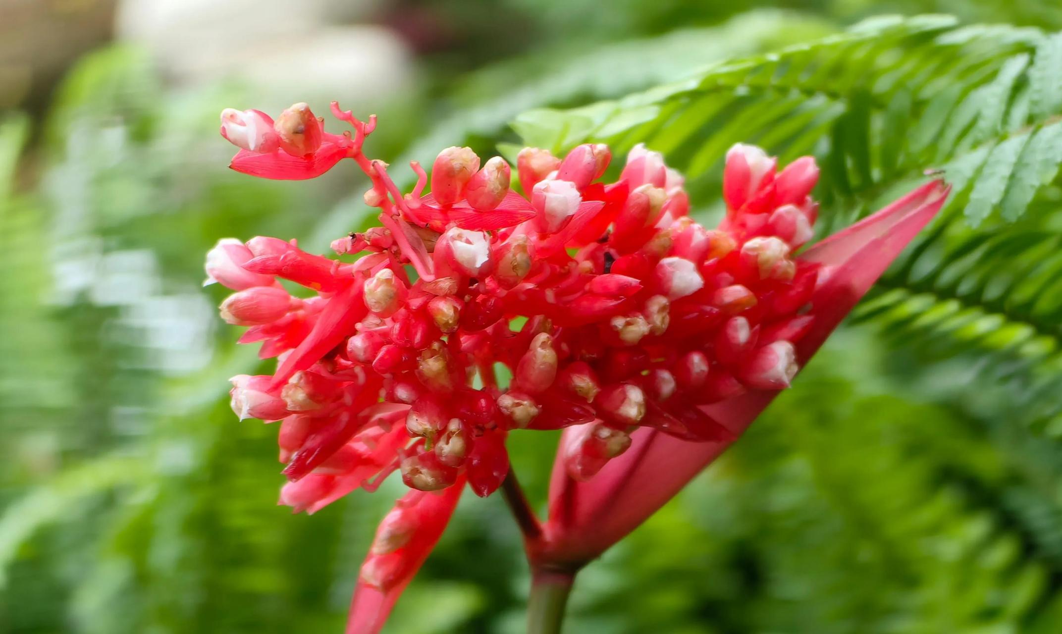 分享你手机拍摄的花朵#此花为紫背竹芋,使用p60pro拍摄,本人感觉画质