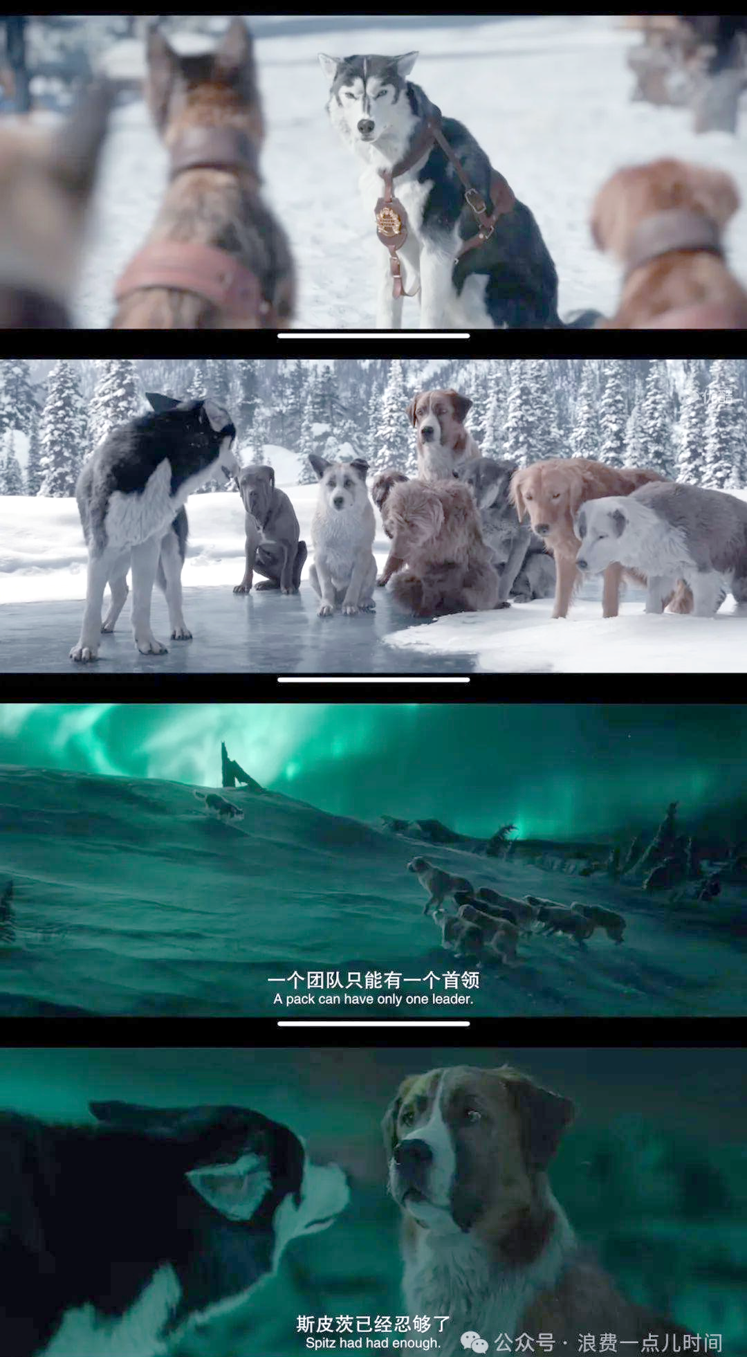 电影推荐:《野性的呼唤》