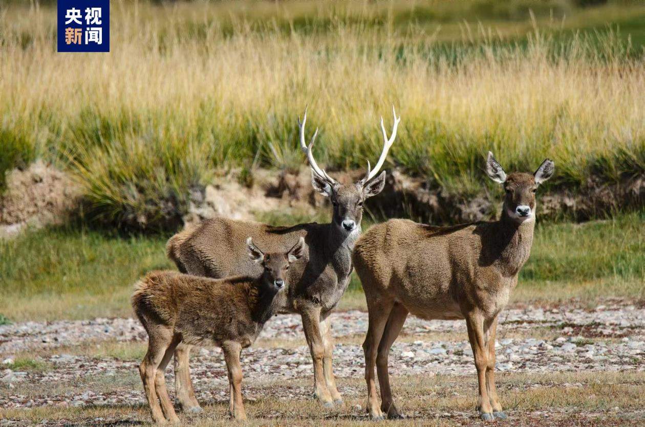 国家一级重点保护野生动物白唇鹿现身青海湖西岸