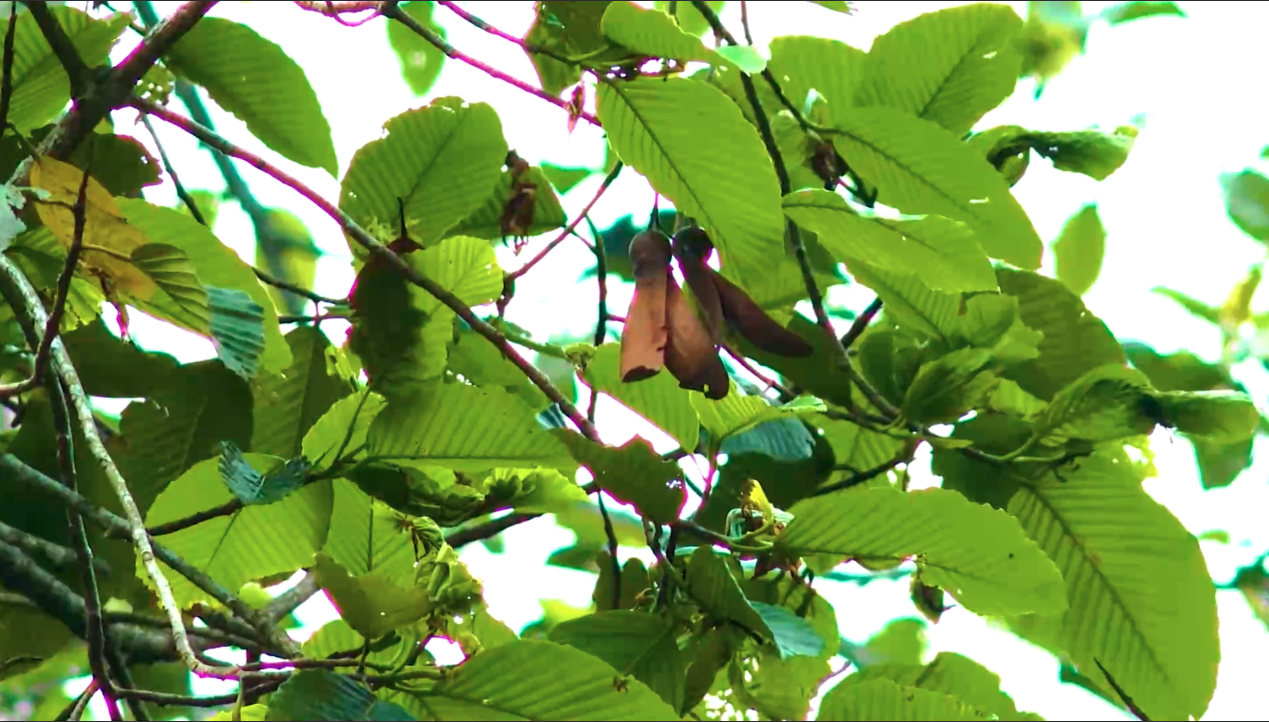 云南大围山"雨林巨人"东京龙脑香果实成熟