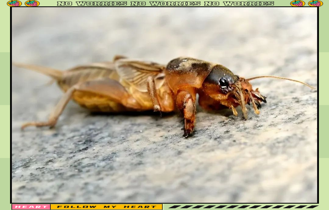 这种在田间地头钻来钻去的虫子,对农村朋友来说并不陌生,它们曾是十足