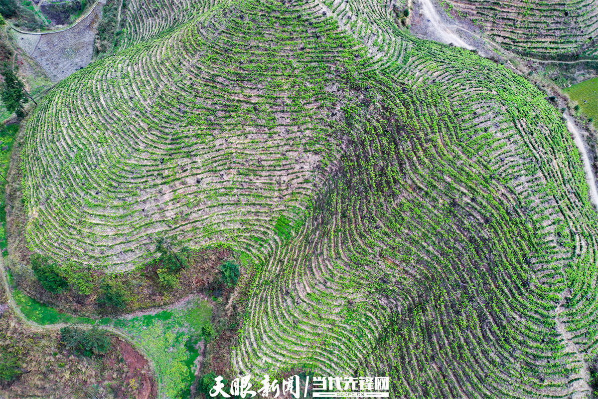 剑河县久仰镇:白茶采摘忙