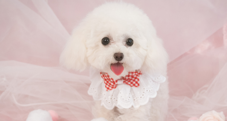 安安养的宠物狗是什么品种