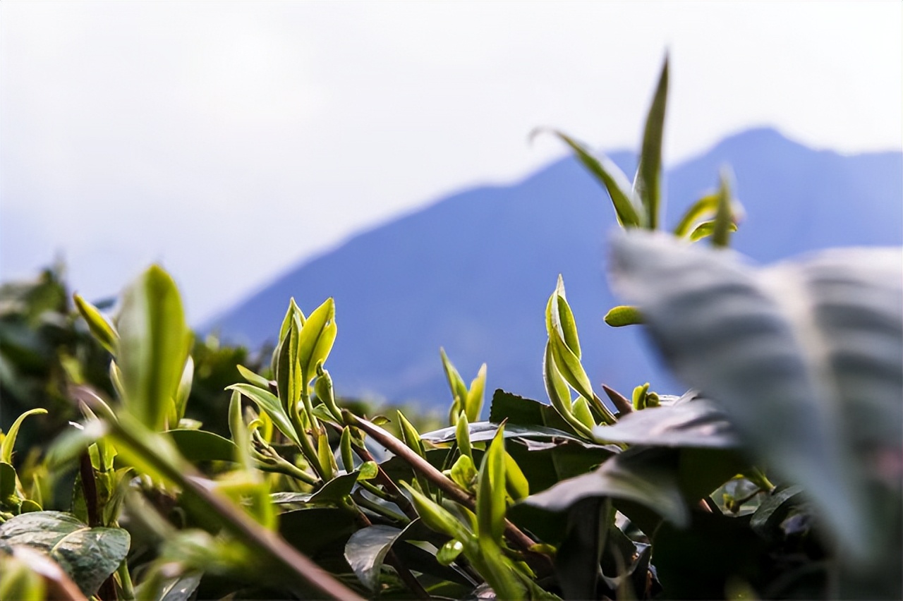 古茶树壁纸图片