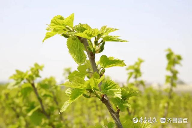 依水而建,伴水而生,日照这家果桑园走上了不一样的路