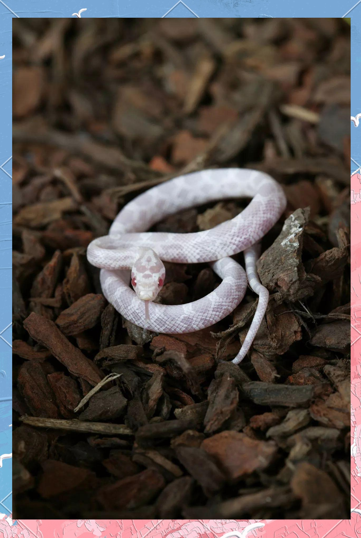 白蛇:罕见且被赋予灵性的神秘动物