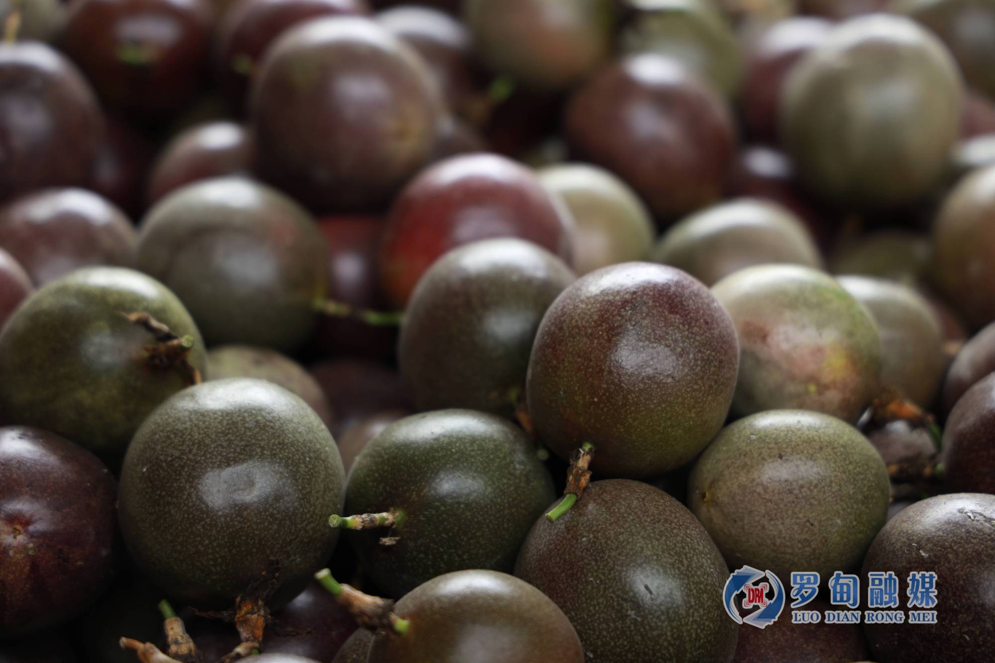 「走进乡村看小康」罗甸:百香果成"致富果" 丰收邀您去采摘