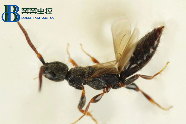 长得像小蚂蚁的肿腿蜂,会咬人吗?