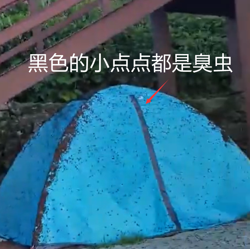 武功山现大量虫子,排放的气味奇臭无比,游客说话都能飞嘴里