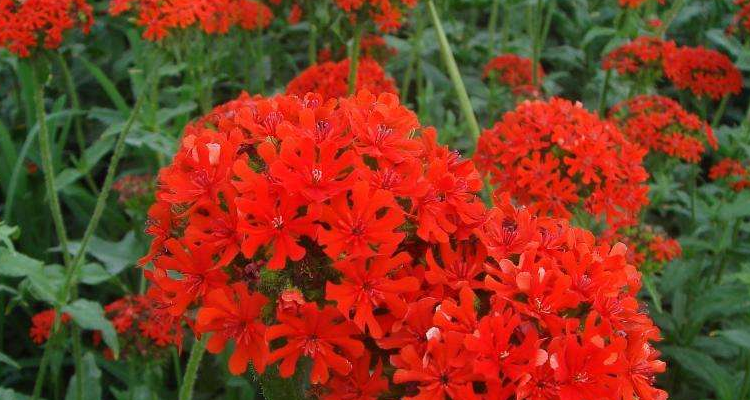 剪秋罗是什么植物