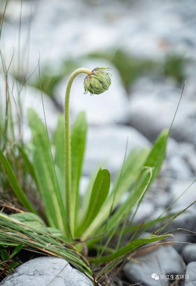 「生物多样性百科」匙叶翼首花