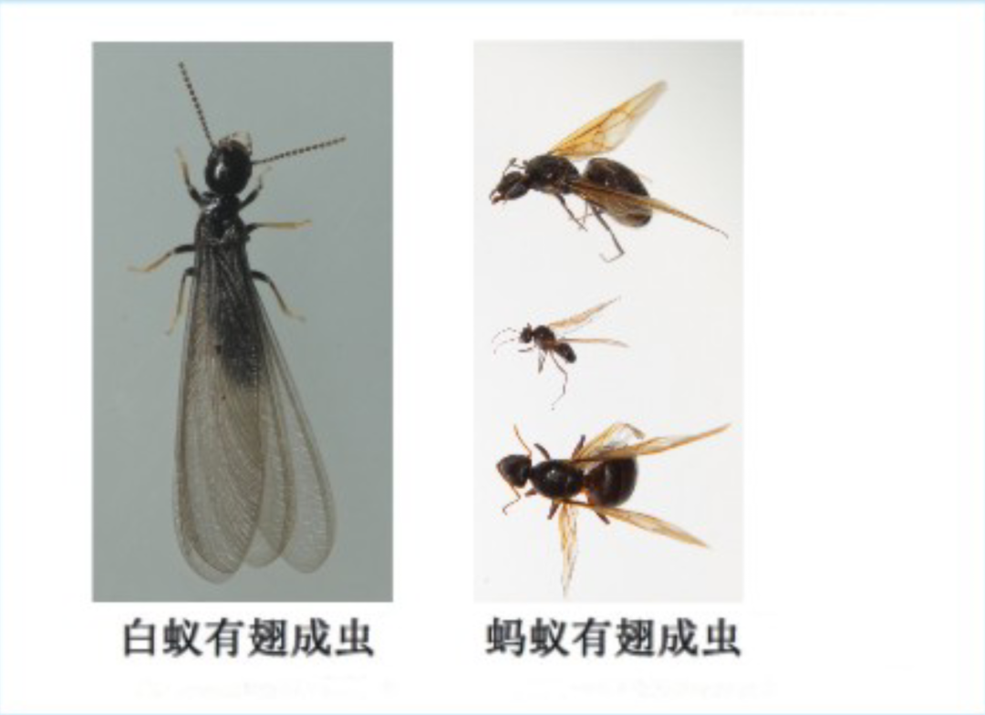 科普:如何发现家中是否有白蚁危害?丨又到白蚁分飞季②