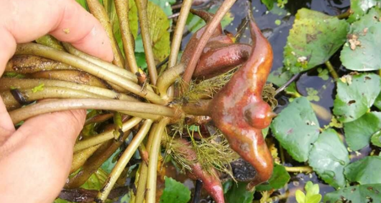 菱角怎麼繁殖