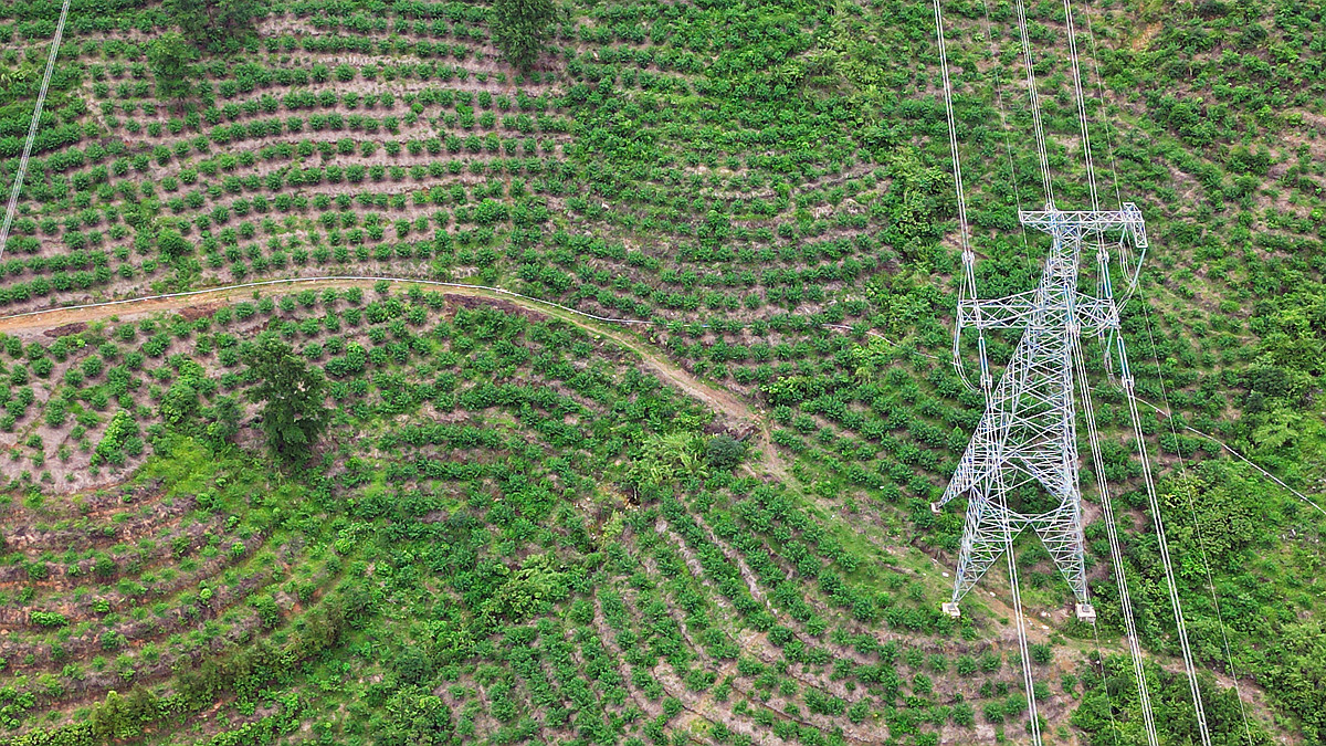 晴隆县花贡镇:花椒喜丰收 椒农采摘忙
