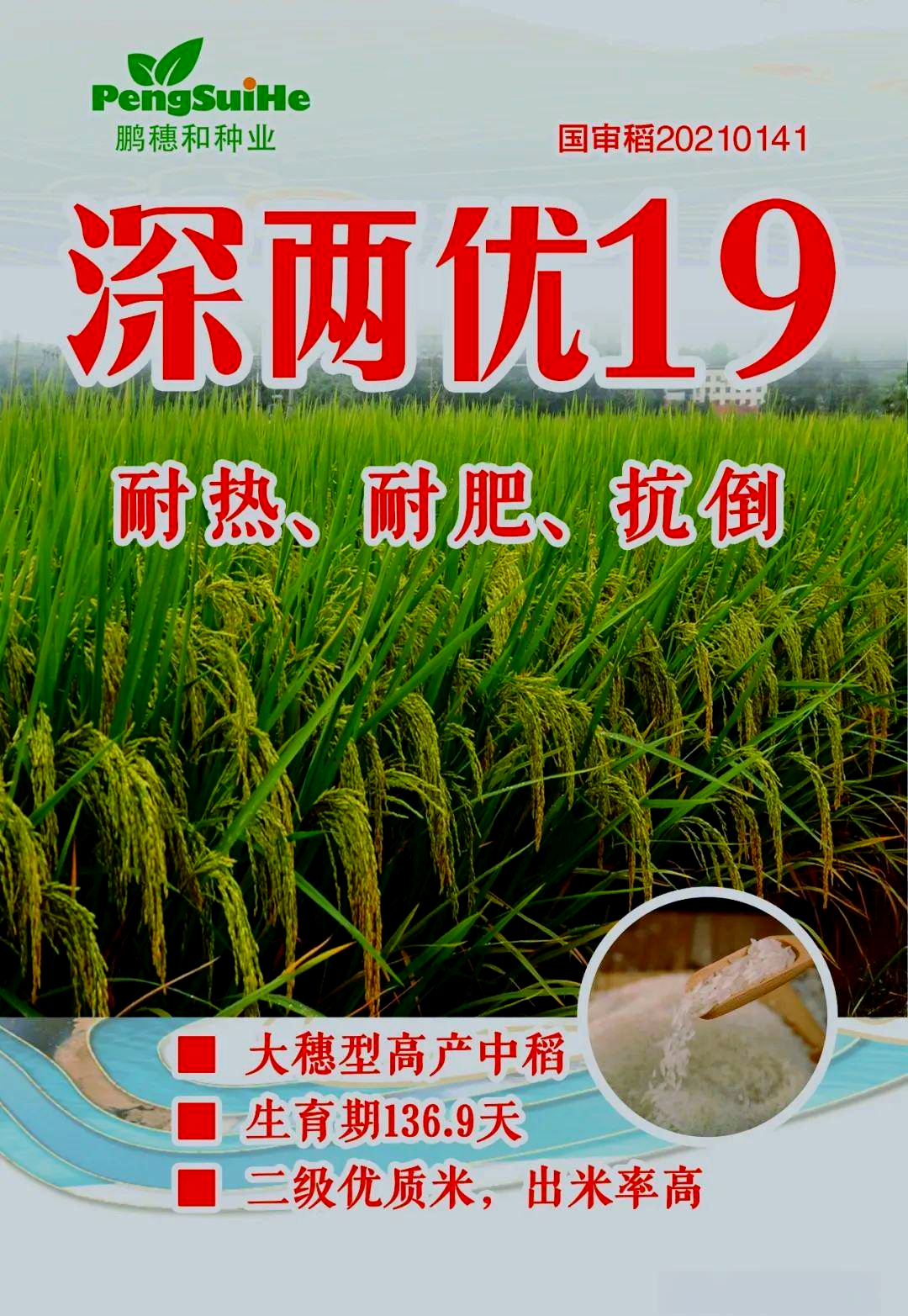 深两优19:耐热,耐肥,抗倒的高产中稻品种