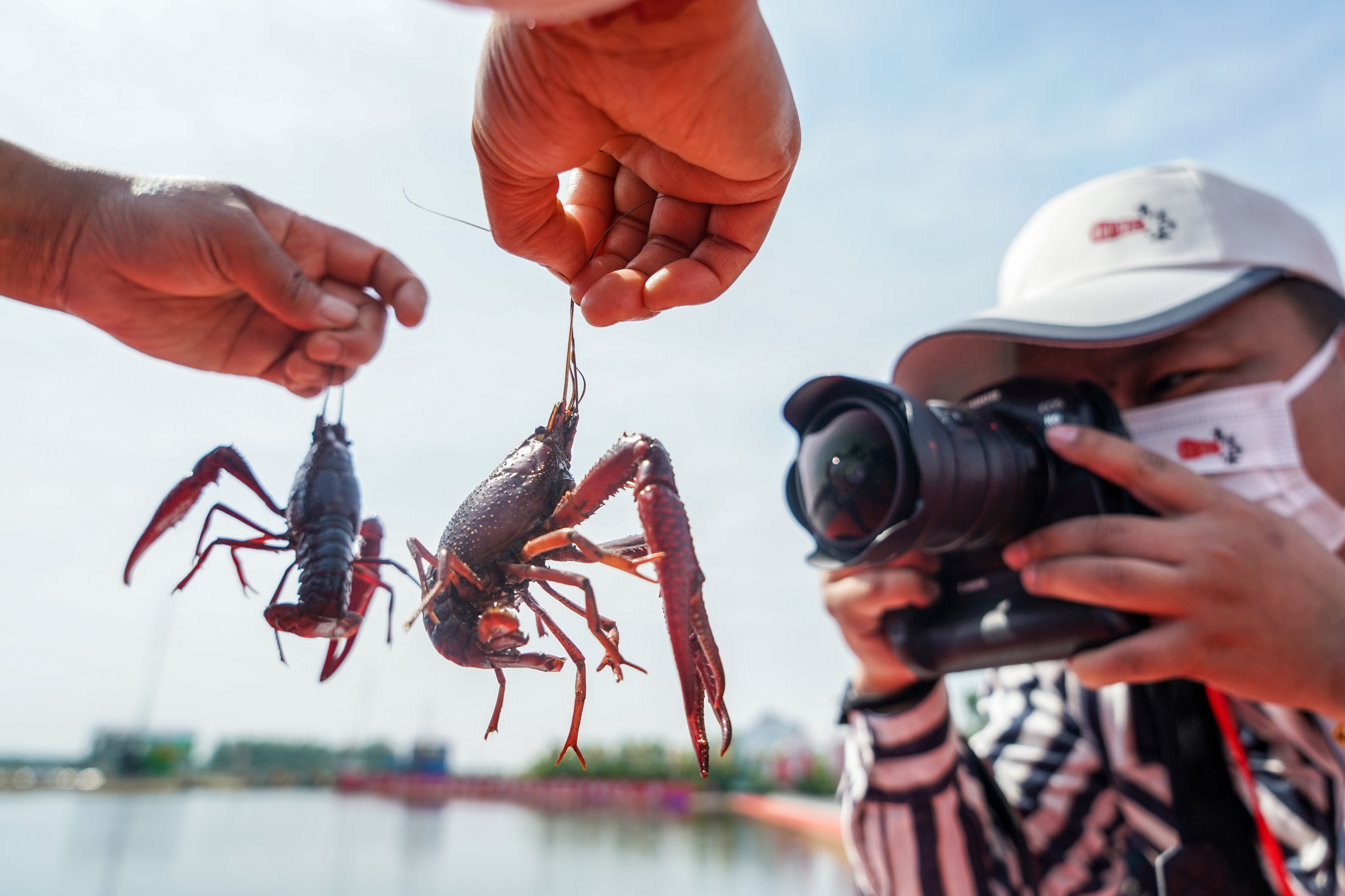 江苏盱眙小龙虾开捕