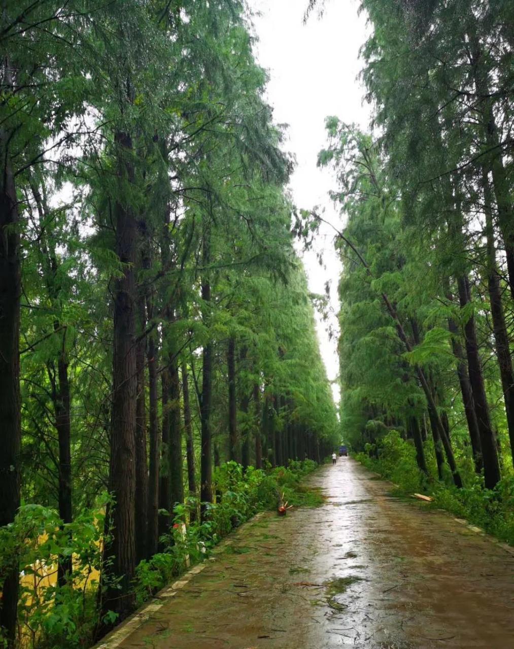我去过最美的地方是南昌县南新乡,典型的江南鱼米之乡,恬美的自然湖光