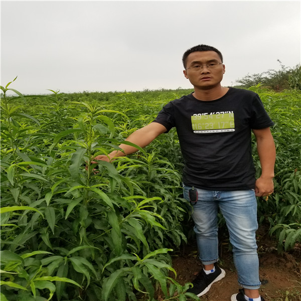 早熟黄桃的"领军人物"——中桃金魁桃树苗