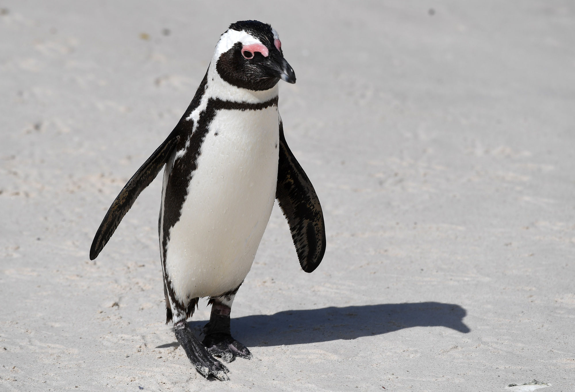 全球连线|神奇生物在哪里?——南非:非洲企鹅