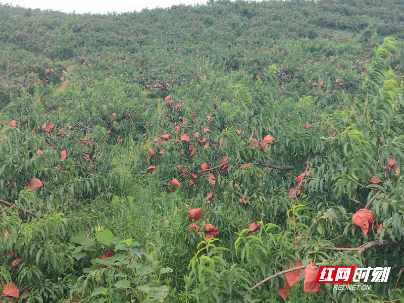 临武县香花镇:"桃梨"满园惹人爱 铺就致富幸福路