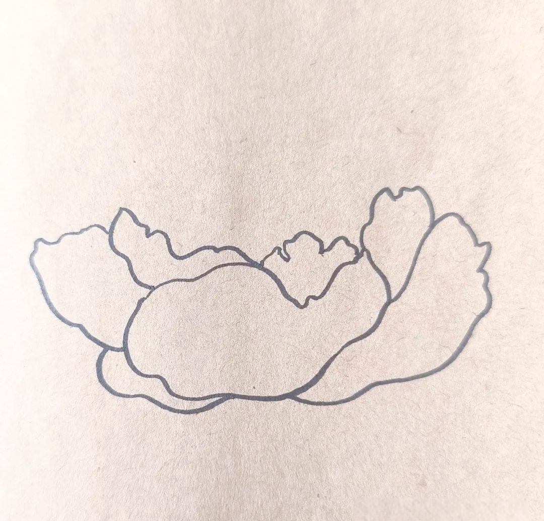 在绘画芍药的过程中,我们首先推荐使用铅笔