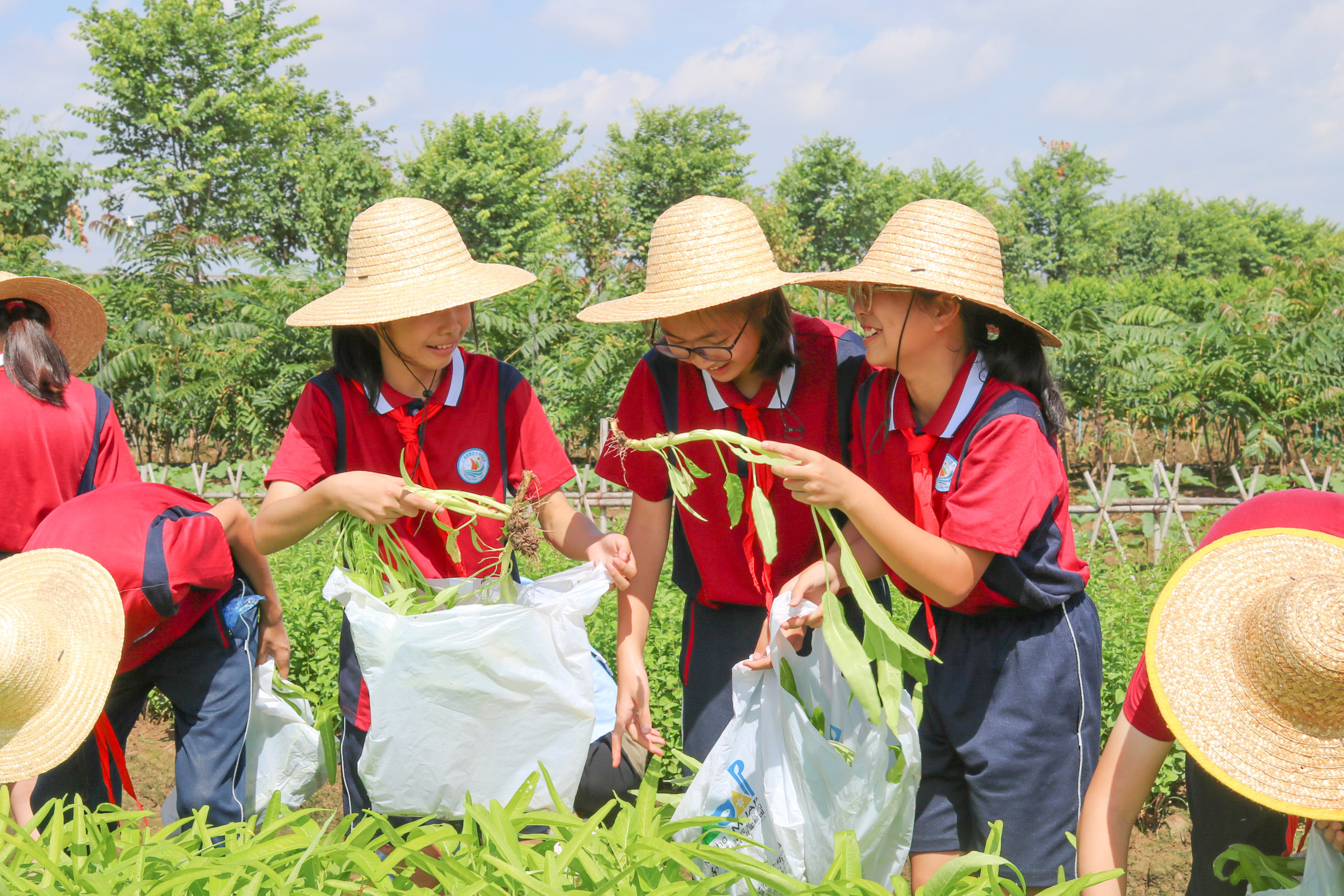 江门鱼菜共生基地位置图片