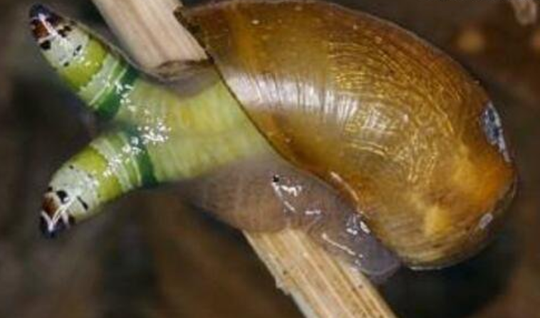 什么是僵尸蜗牛?为什么会说僵尸蜗牛可怕?