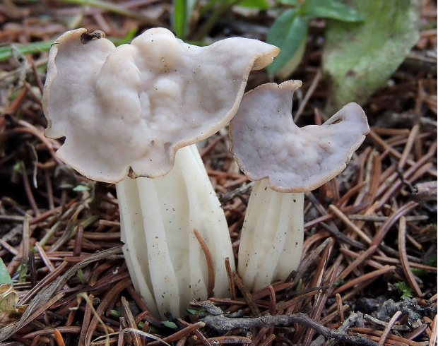 荒野维生野菜系列——皱柄白马鞍菌