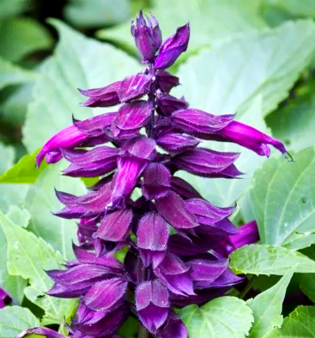 一串红养护指南:为新年增添一抹红色