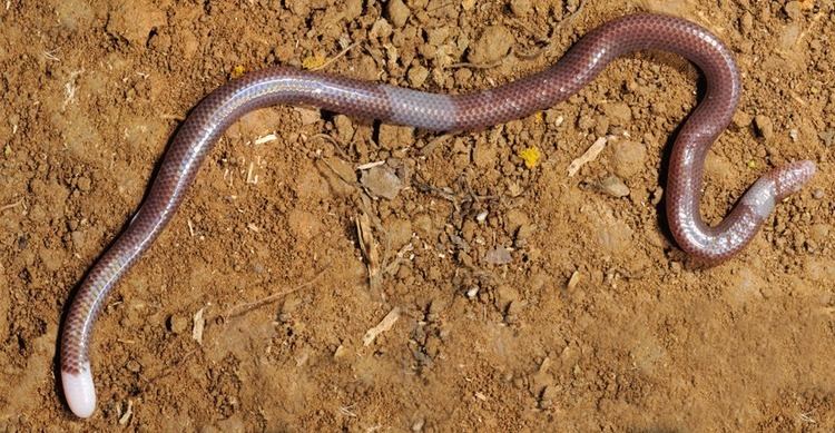 广西发现神秘"大蚯蚓",常年隐身于地下,会被误认为是幼龙