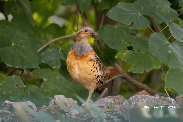 秘境之眼·人类之友日历|灰胸竹鸡:擅引吭高歌,爱呼朋唤友