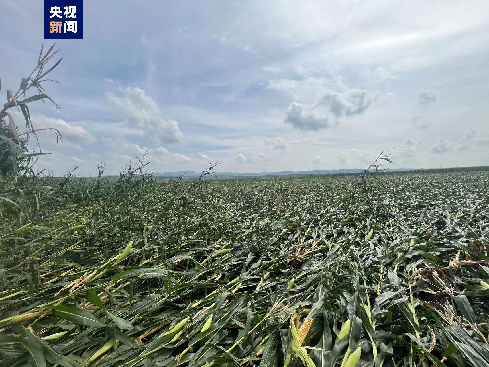 黑龙江省勃利县出现龙卷风 近200亩农田受灾