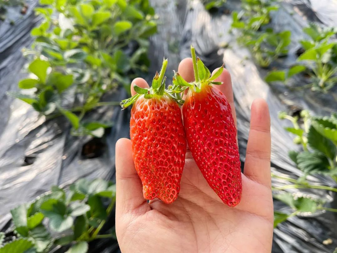 草莓界"扛把子""香蕉草莓"海阳有种的啦