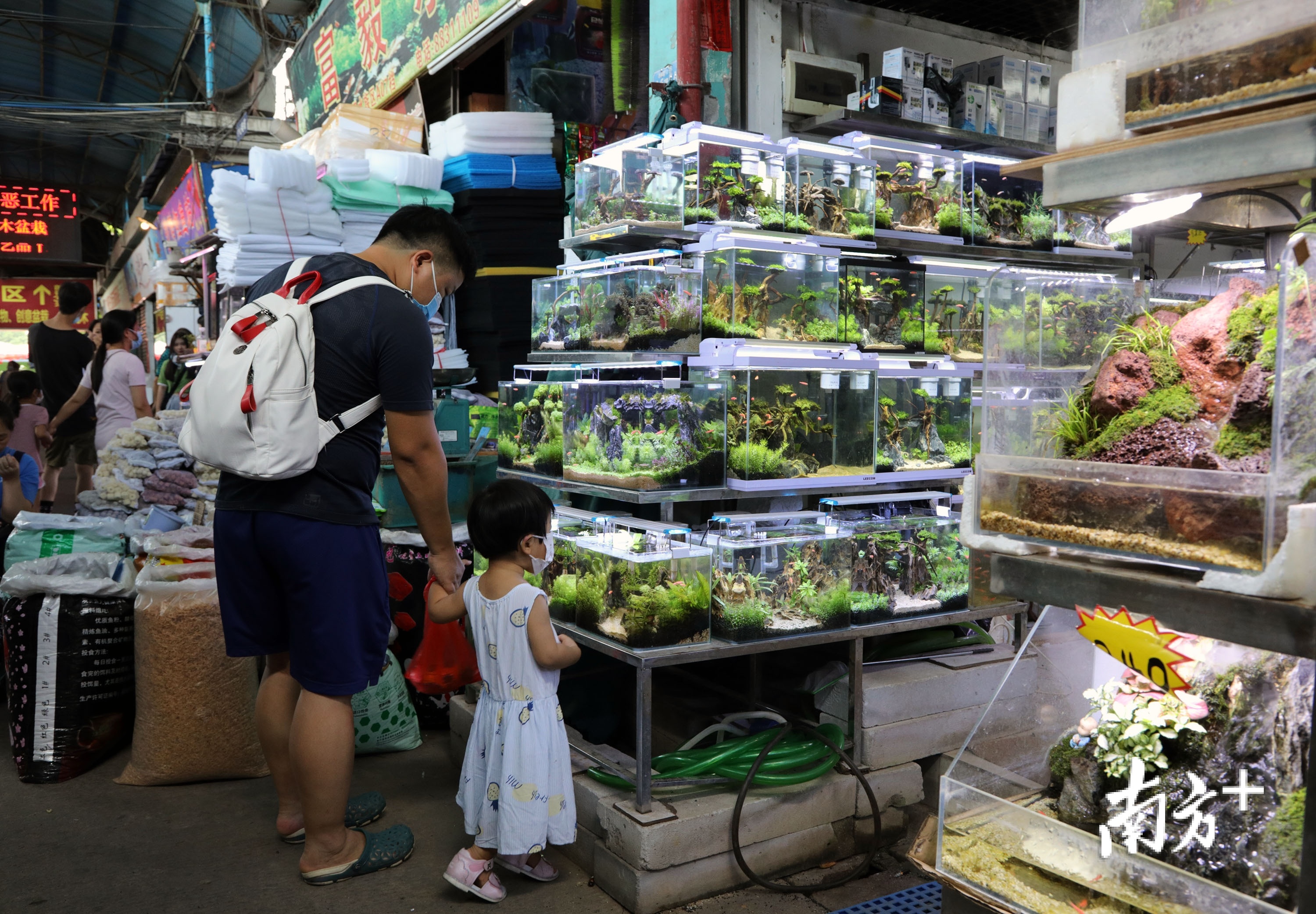 广州花鸟鱼虫市场图片