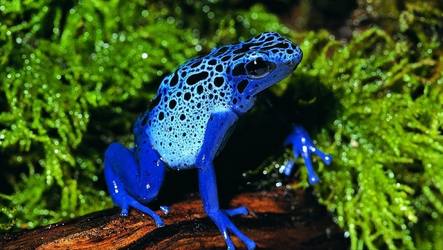 亚马逊八大可怕生物