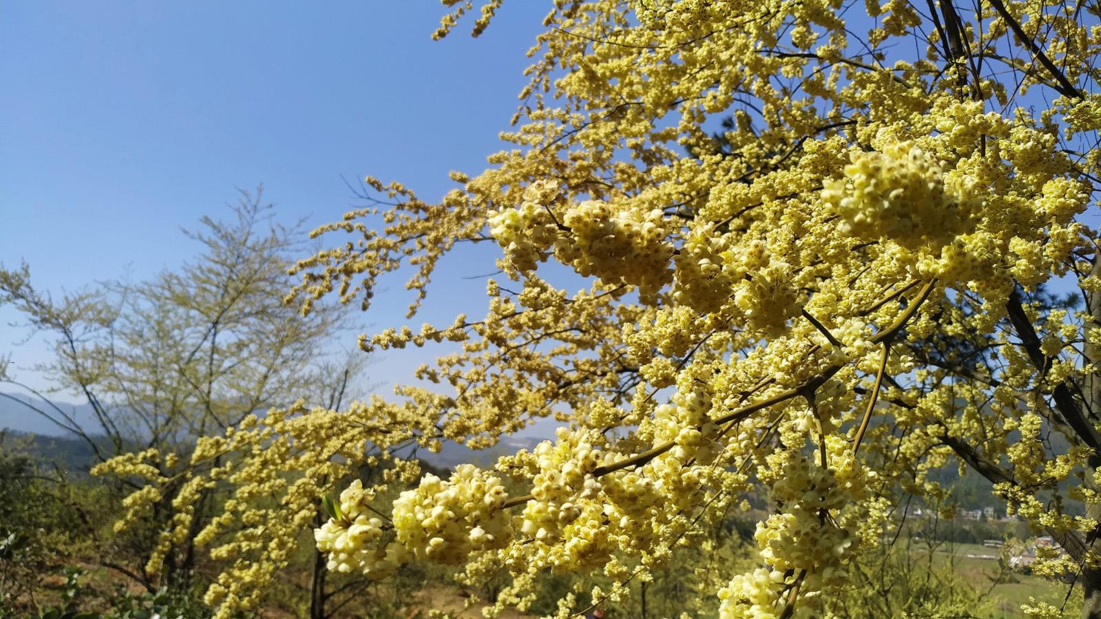 蓝山红日村:山苍子花开香遍野