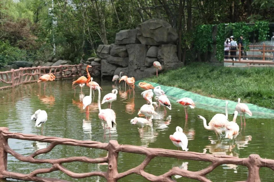 萌宝亮相!秦岭野生动物园上新!