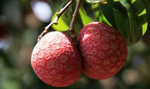 「每日荔枝介绍」麻垌荔枝