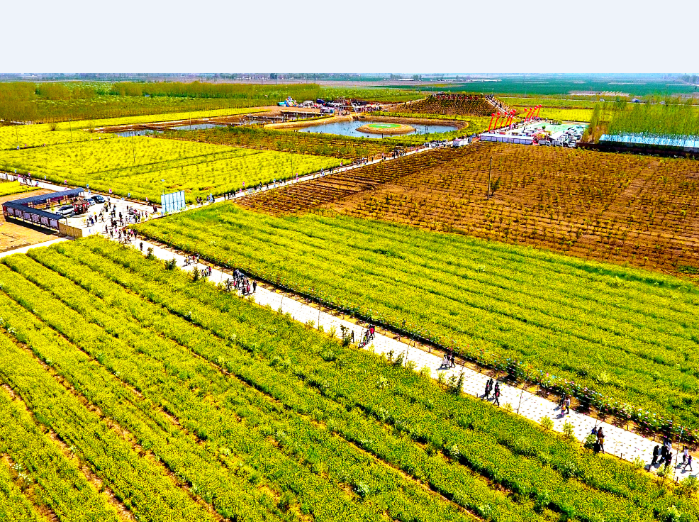 2024春游河北春游河北赏百花文冠花中品邱县