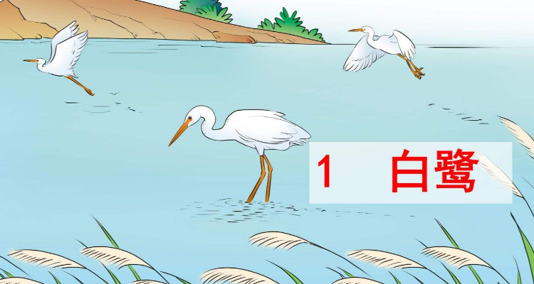 白鹭这篇课文主要写了什么