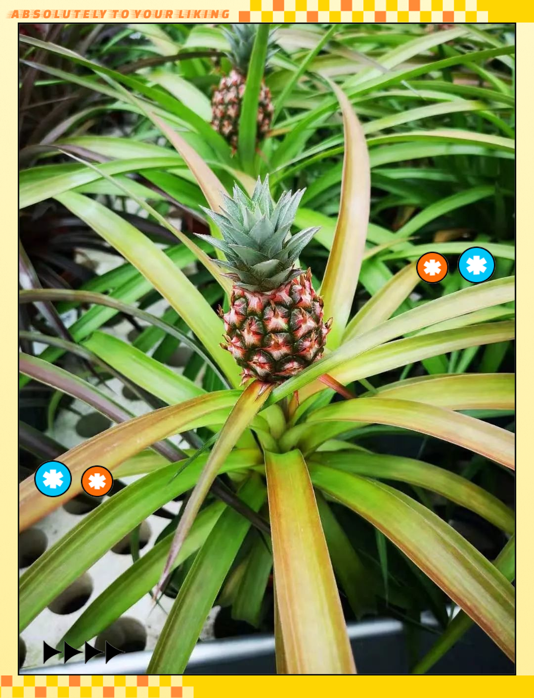 将吃剩的菠萝头培育成盆栽,方法简单易行!
