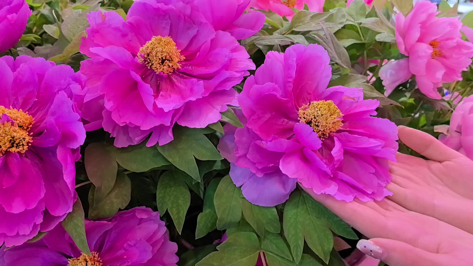 山东牡丹花惊艳文博会!国内外友人纷纷驻足打卡拍照