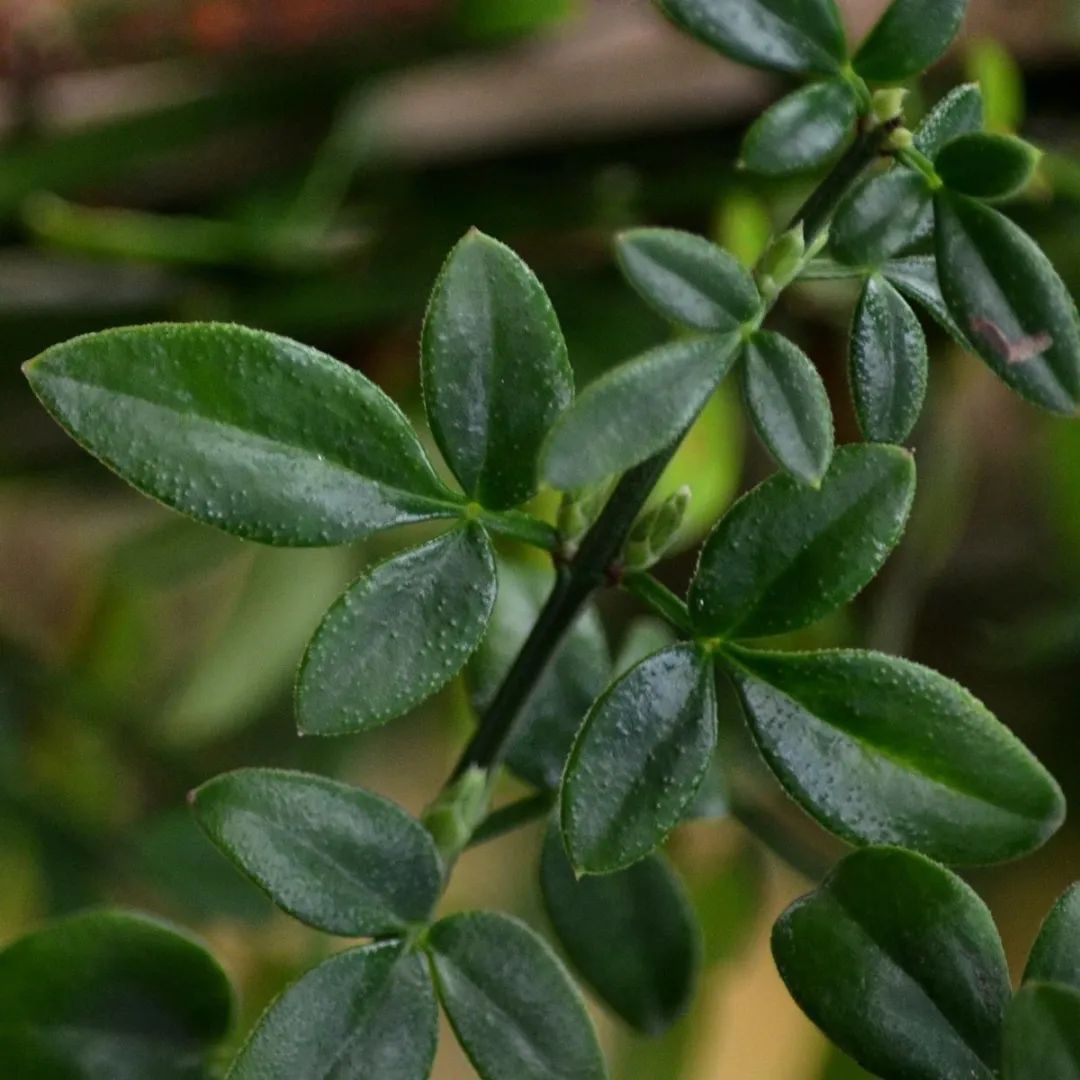 最具代表性的迎春植物——迎春花 | 小葉子漲